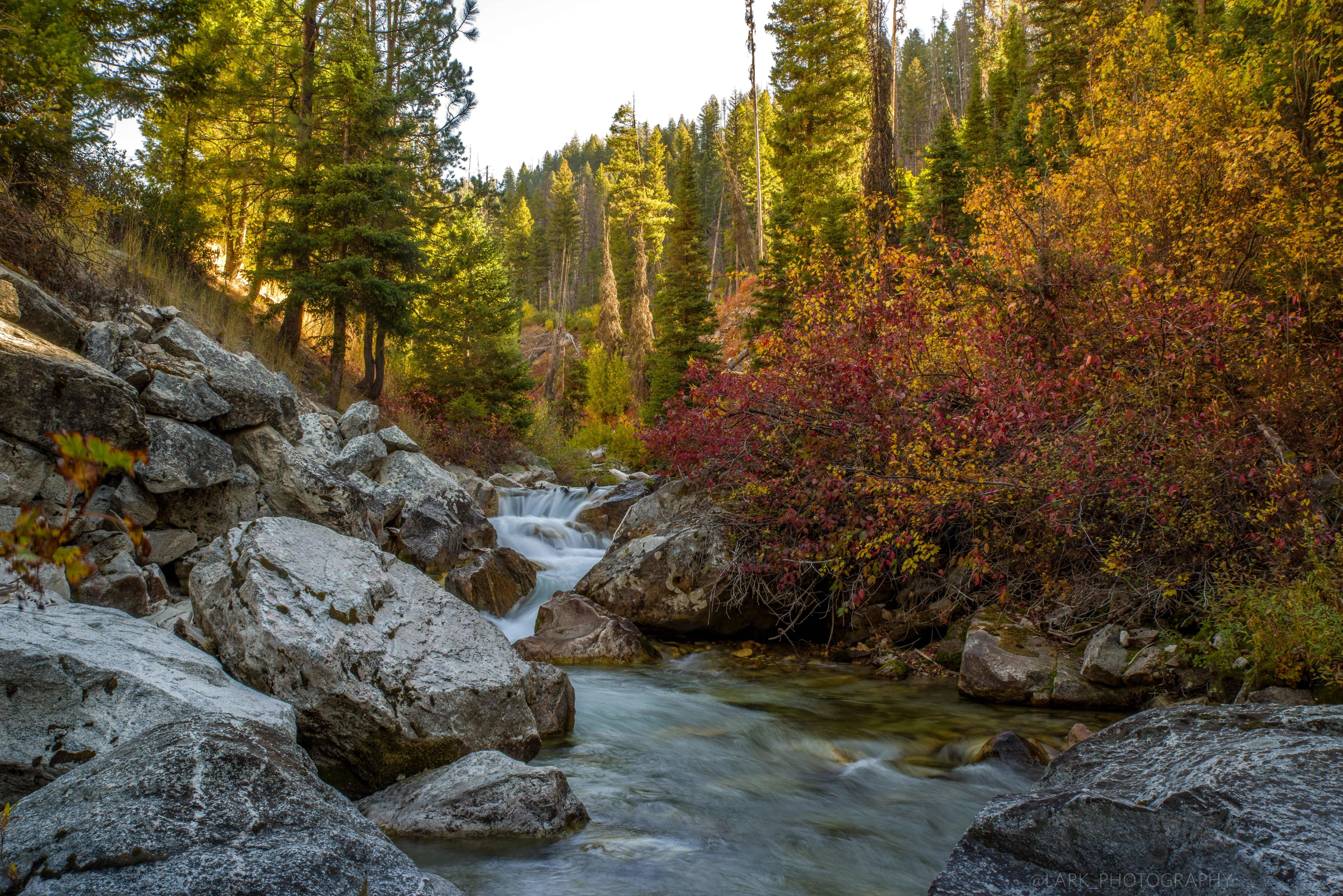 Salmon Challis NF